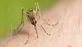 Τσιμπήματα από κουνούπια : Σωστή πρόληψη & Αντιμετώπιση